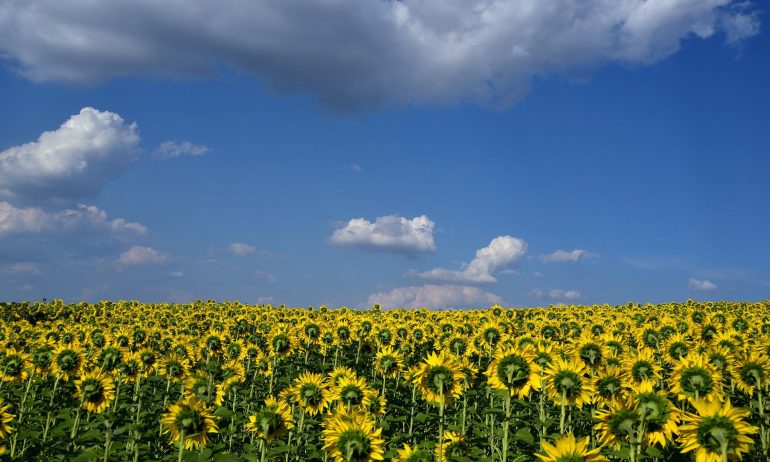 Sunflower oil? No more, here comes the palm oil