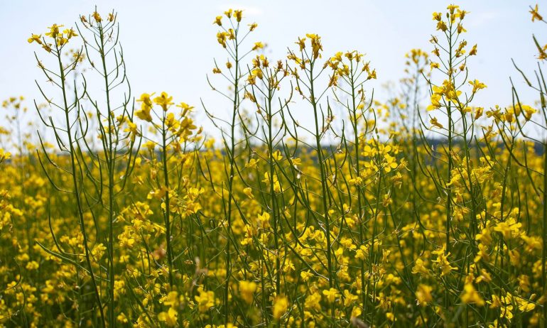 Canola oil: is it the solution to the crisis?