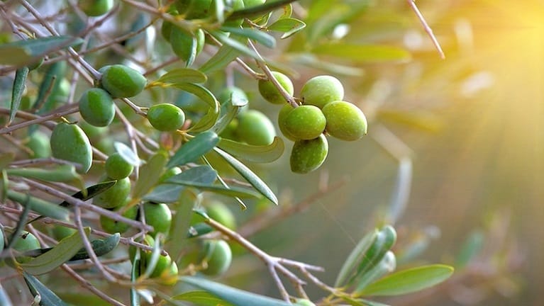 Olive oil extraction techniques for an effective result!