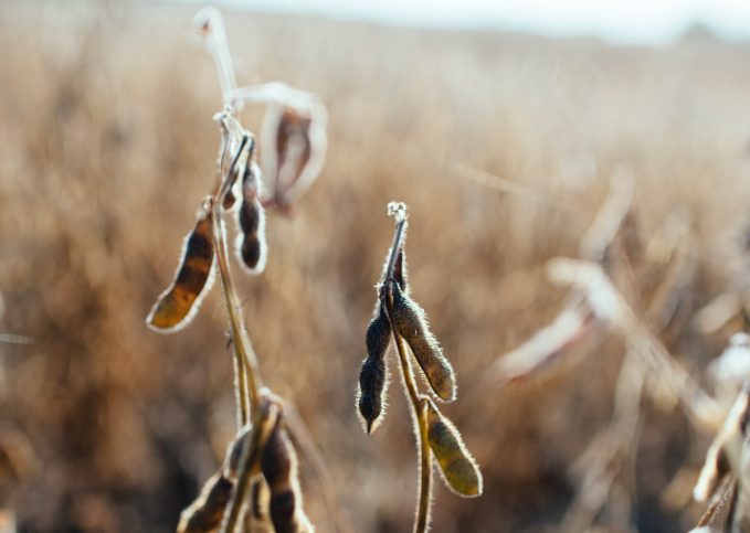 Soybean oil as a natural remedy against mealybug