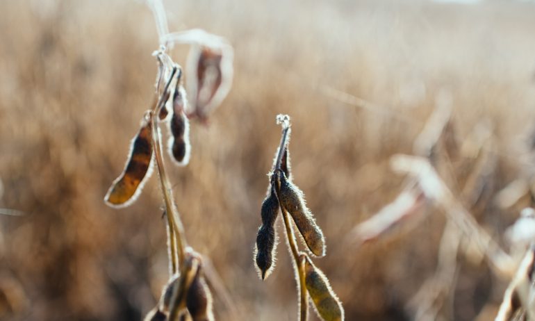 Soybean oil as a natural remedy against mealybug