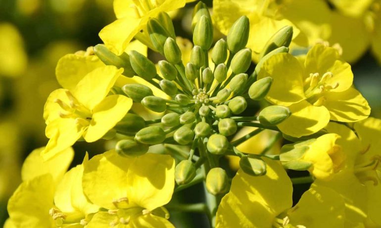 India approves genetically modified (GMO) rapeseed