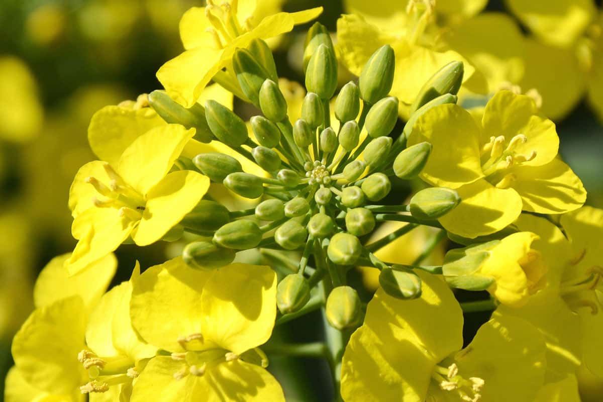 India approves GMO rapeseed