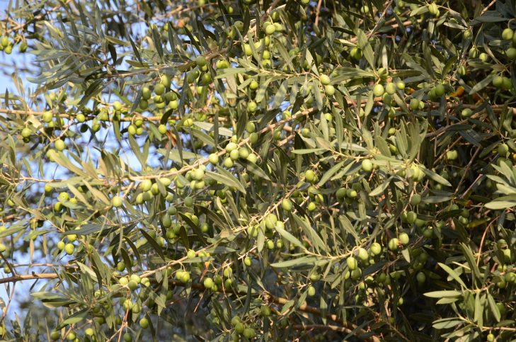 olive oil consumption