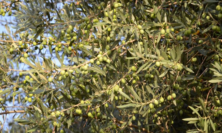Olive oil consumption