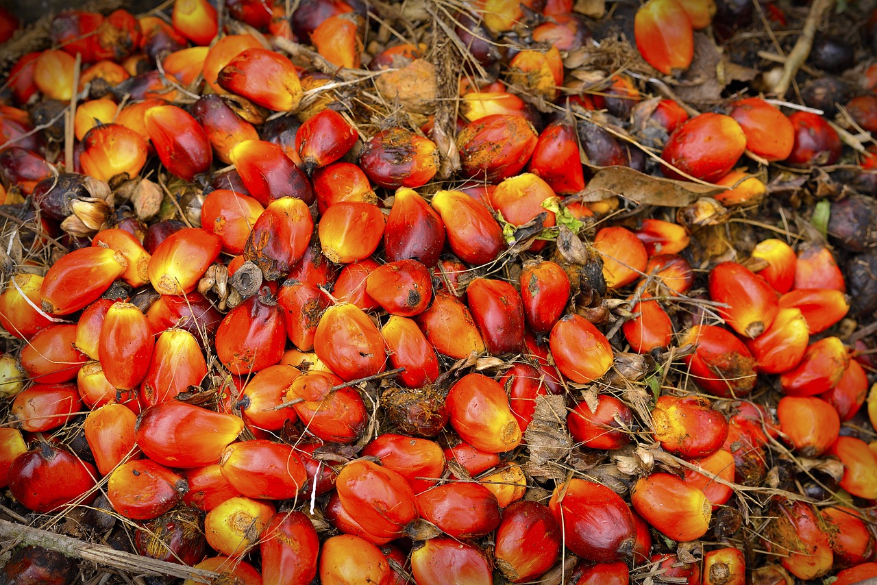 PALM OIL TECHNOILOGY