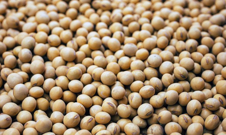 Record-Breaking Brazilian Soybean Exports Soar to New Heights