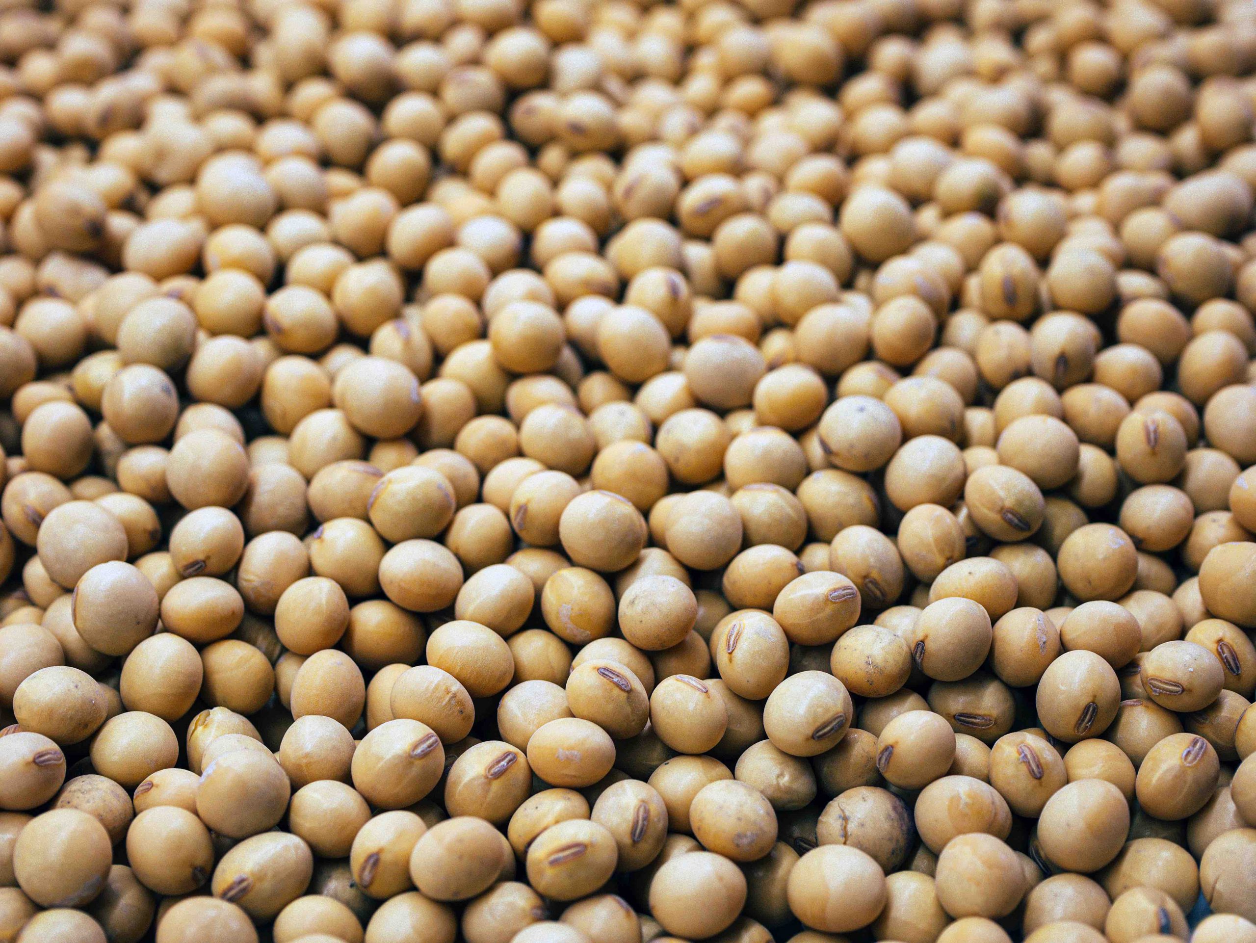 RecordBreaking Brazilian Soybean Exports Soar to New Heights Technoilogy