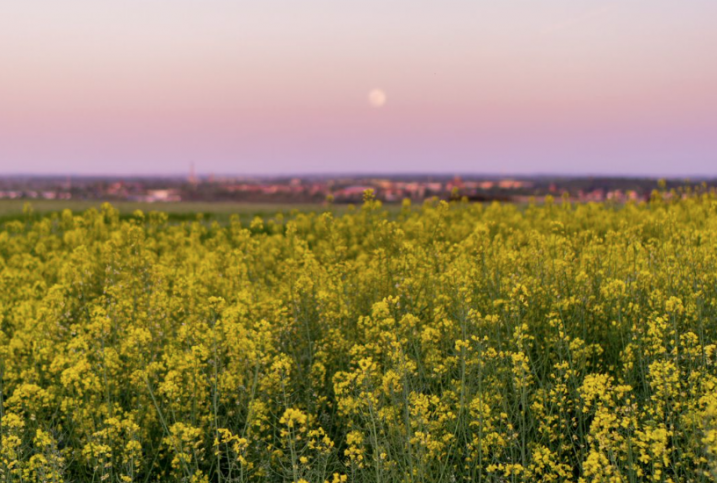 Rapeseed Oil Processing