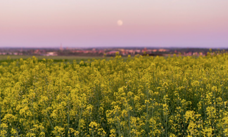 Unveiling the Gold Within: A Journey Through Rapeseed Oil Processing