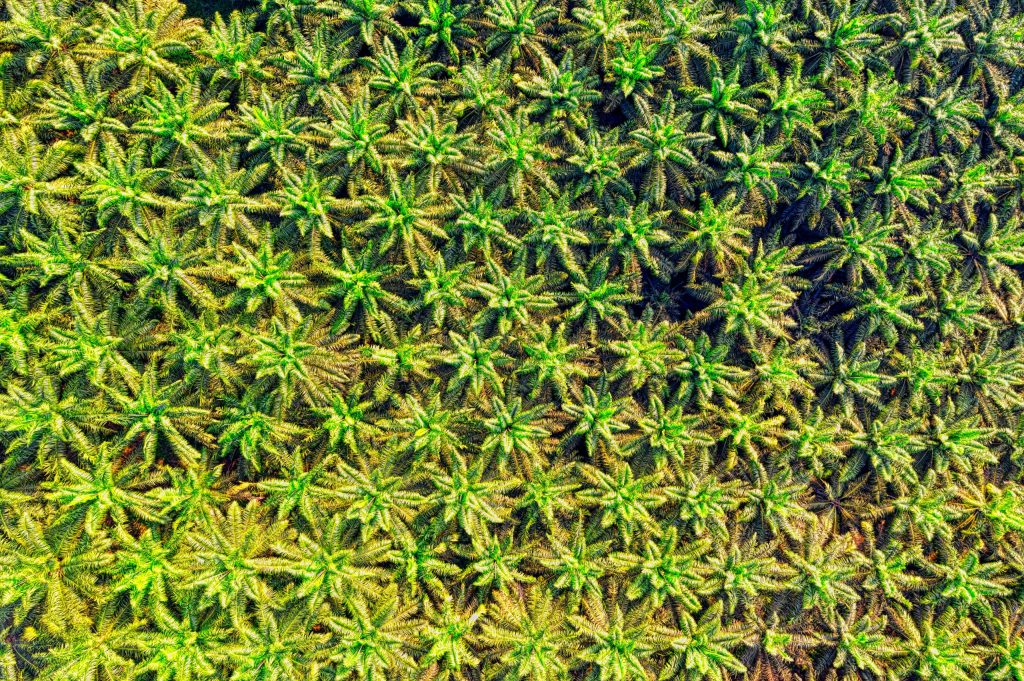 Field of Palm oil Technoilogy