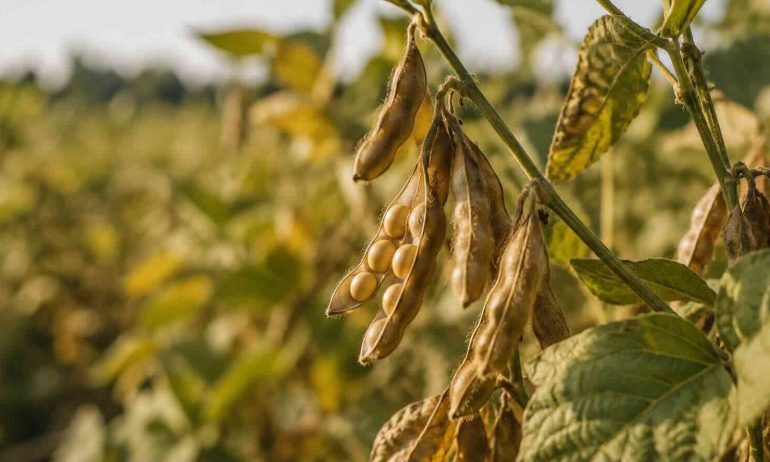 Soya Processing: Engineering for Oil and High-Value Meal Production