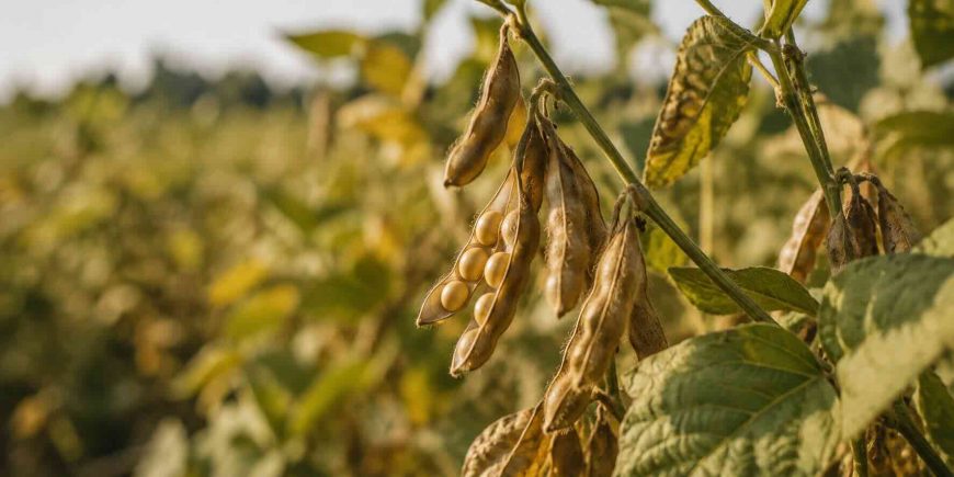 Soya Processing for oil and high-value meal production